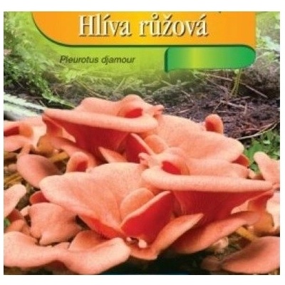 Kolíčková sadba Hlíva růžová