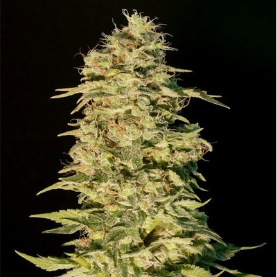 Genehtik OG Lemon Bilbo semienka neobsahujú THC 25 ks