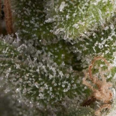 Pyramid Seeds Auto Fresh Candy semienka neobsahujú THC 50 ks