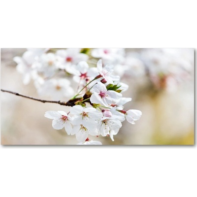 Foto-obraz fotografie na skle kvety višne 100x50 cm