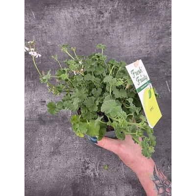 Pelargonium graveolens jablko – Hledejceny.cz