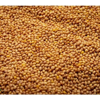 Microgreens Fialová ďatelina na mikrozeleninu 50 g