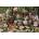 Cobble Hill - Puzzle Mad Hatters Tea Party - 2 000 piese