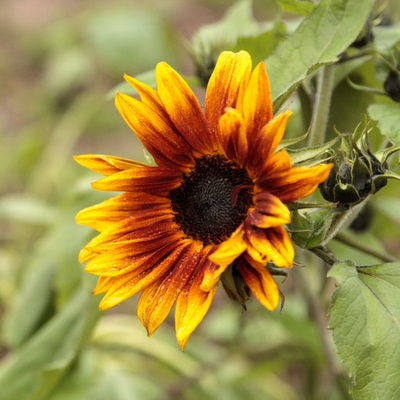 Slnečnica ročná Helios - Helianthus annuus - semená - 7 ks