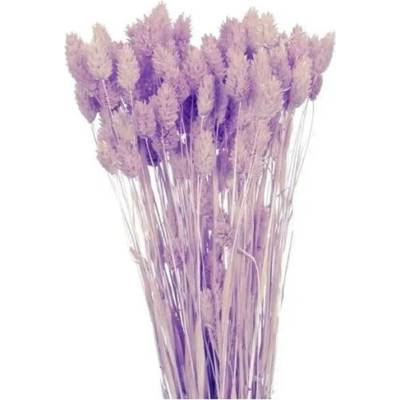 Dekorace sušiny PHALARIS-CHRASTICE 40g
