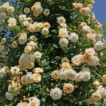 Image 1 of Turbat® Катерлива Роза Ghislaine de Feligonde® (Жислен де Фелигонд)