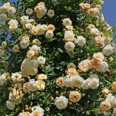 Turbat® Катерлива Роза Ghislaine de Feligonde® (Жислен де Фелигонд)