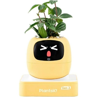 Plantsio Ivy 2 gen. žlutý