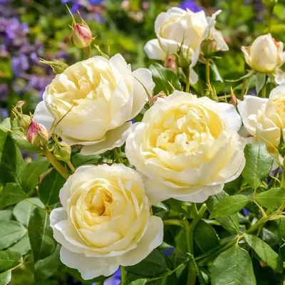 David Austin® Роза Vanessa Bell - David Austin®