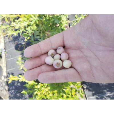 Čučoriedka BIO ružová FloraSelf Bio Vaccinium corymbosum 'Pink Bonbons' ® kvetináč 3 l