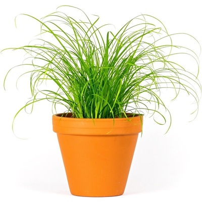 Gardners Cyperus Zumula, průměr 12 cm Šáchor, kočičí tráva
