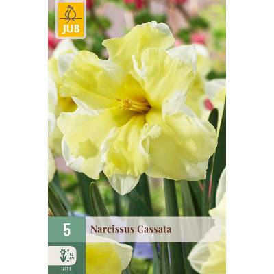 850498/7601 Narcisy Cassata 5ks