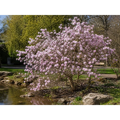 Magnólia Leonard Messel, výška 60-80 cm, kvetináč 10 l