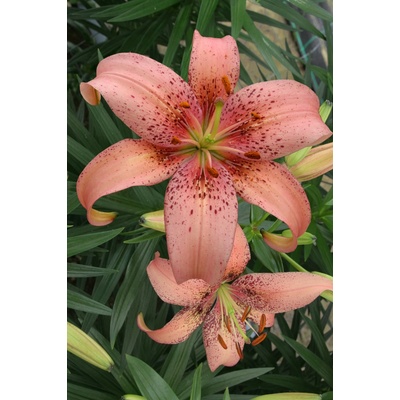Ľalia 'Morpho pink' 1 ks