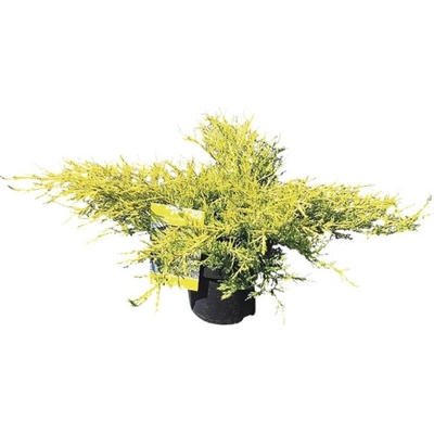 neuvedené Borievka prostredná Juniperus media 'Gold Coast' 20-30 cm kvetináč 2,5 l