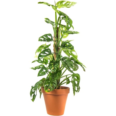 Gardners Monstera adansonii Monkey Mask s kokosovou vzpěrou, průměr 15-16 cm Monstera, Adansonova monstera, Švýcarský sýr
