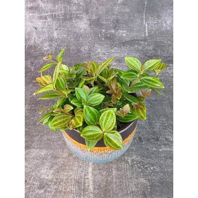 Peperomia Puteolata 10 cm (Netoxická peperomie)