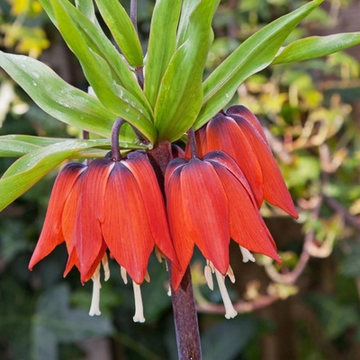 Řebčík královský červený Fritillaria imperialis rubra cibule řebčíku 1 ks