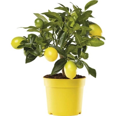 Limequat, mini citrus na kmínku FloraSelf Citrus limonella výška cca 20 cm květináč Ø 12 cm