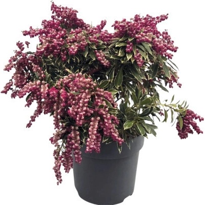 Pieris japonský FloraSelf Pieris japonica 'Polar Passion' květináč 10 l