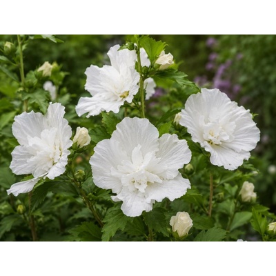 Ibišek syrský 'Flower Tower White'