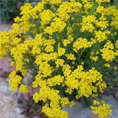 Tarica skalná - Gold dust - Alyssum saxatile - semená - 150 ks