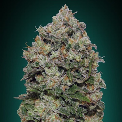 00 Seeds Bank Northern Lights semena neobsahují THC 5 ks