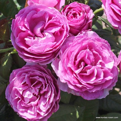 Kordes® Роза Carmen Wurth - Parfuma® - Kordes®