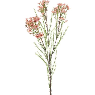 Opuč - Chamelaucium růžová V78 cm