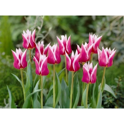 Tulipán Claudia 7 ks v balení