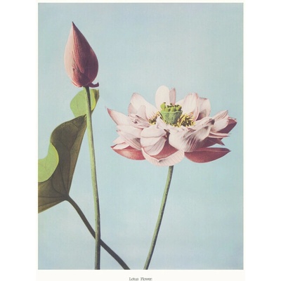 Plakát, Obraz - Lotus Flowers, Ogawa Kazumasa, 30 × 40 cm – Zboží Dáma