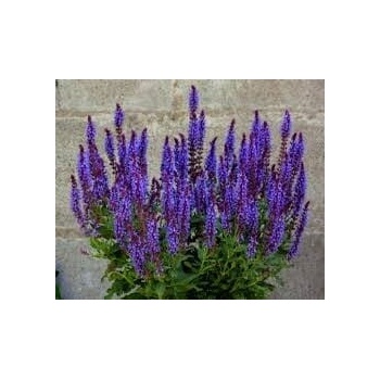 POLAN ŠALVIA SEMENÁ KVETOV OMŠA 0,2 G