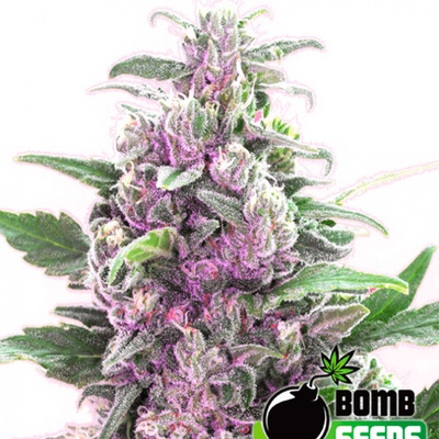 Bomb Seeds THC Bomb semienka neobsahujú THC 10 ks