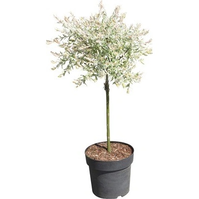 Vŕba bielo panašovaná FloraSelf Salix integra "Hakuro Nishiki" polokmeň 40 cm výška 60-100 cm kvetináč 6 l