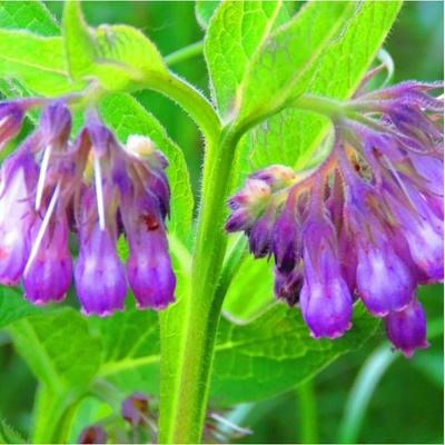 Kostival lékařský - Symphytum officinale - osivo kostivalu - 5 ks