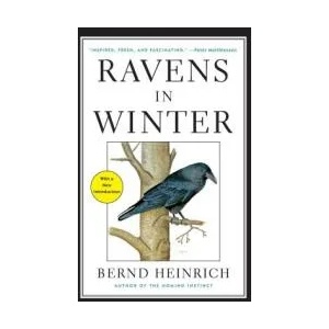 Ravens in Winter | Bernd Heinrich (ISBN: 9781476794563)