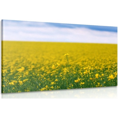 Obraz žluté pole - 150x100