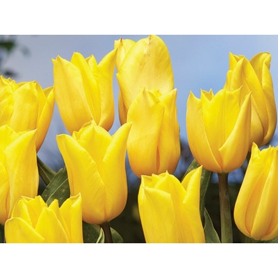 Tulipán Strong Gold 7 ks v balení