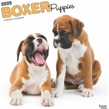 Boxer Puppies 12 X 24 Inch Monthly Square Wall Plastic-Free 2025