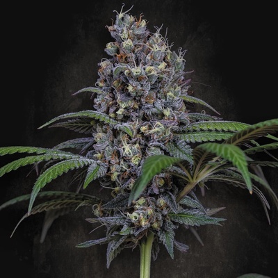 Paradise Seeds Sweetopia semena neobsahují THC 3 ks