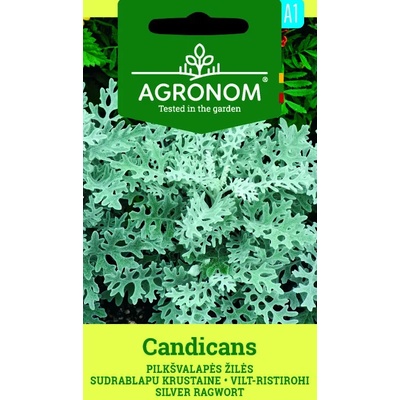 Seklos Сенецио Candicamas