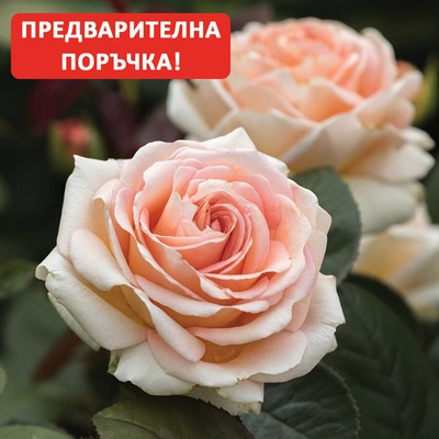 Tantau® Роза Lady Capri® - Tantau®
