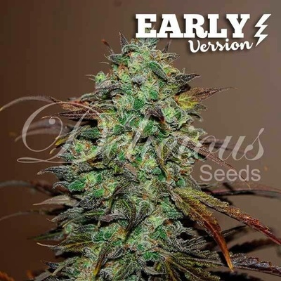Delicious Seeds Eleven Roses Early Version semena neobsahují THC 3 ks