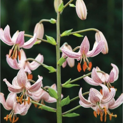 Lilie Martagon Pink Morning - Lilium martagon - cibule lilie - 1 ks