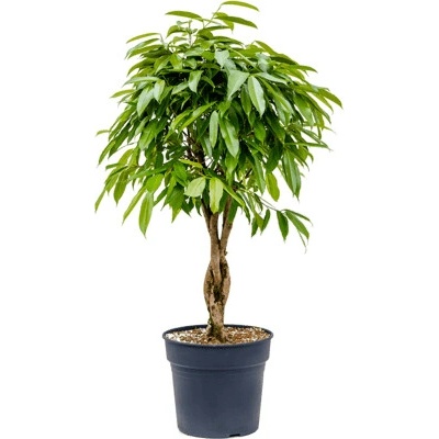 Fikus - Ficus binnendijkii "Amstel King" Stem braided 34x130 cm