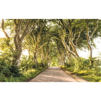 Komar Vliesová fototapeta Golden Hedges rozměry 400 x 250 cm