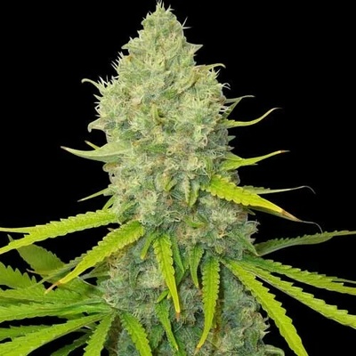 Spliff Seeds Bubblegun semienka neobsahujú THC 3 ks