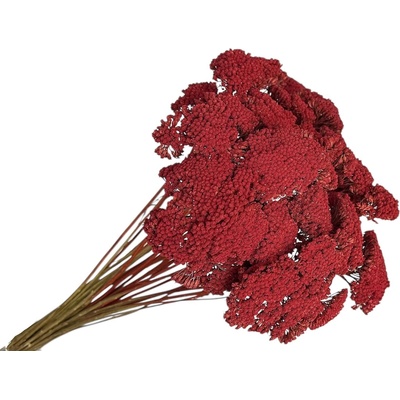 Stabilizované kvety Rebríček - Achillea 200g - vínovo červená