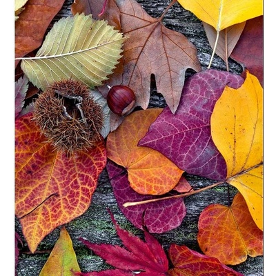 Dimex MS-3-0112 vliesová fototapeta na zeď Podzimní listí rozměry 225 x 250 cm