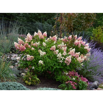Hortenzia metlinatá Pinky Winky, výška 20-40cm, kvetináč 19 cm